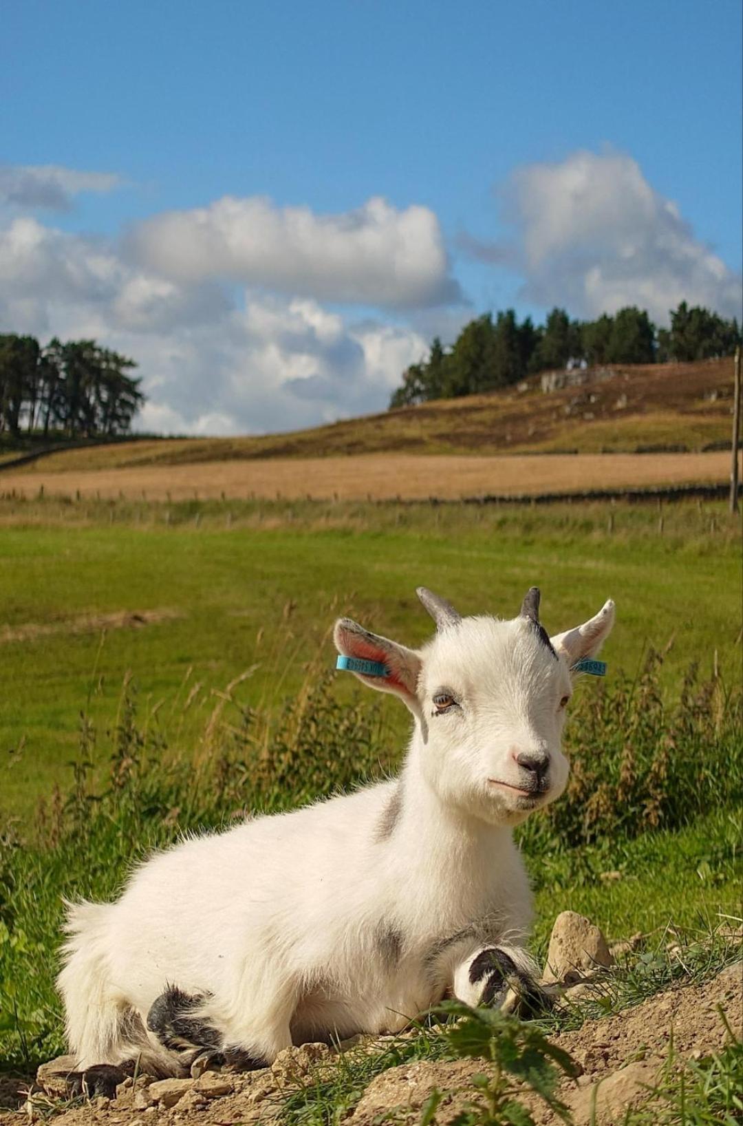 Tomnauld Farm Hotel Pitlochry Buitenkant foto